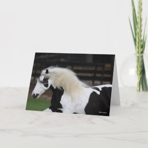 Bob Langrish Black And White Gypsy Vanner Headshot Card
