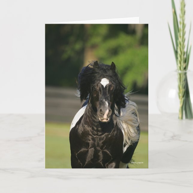 Bob Langrish Black and White Gypsy Vanner Headshot Card (Front)
