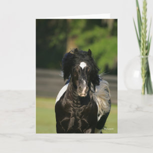 Bob Langrish Black and White Gypsy Vanner Headshot Card