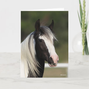 Bob Langrish Black and White Gypsy Vanner headshot Card