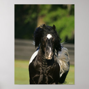 Bob Langrish Black and White Gypsy Vanner Headshot Poster