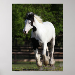 Bob Langrish Black and White Gypsy Vanner Running Poster