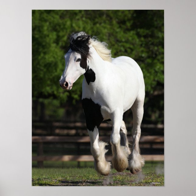 Bob Langrish Black and White Gypsy Vanner Running Poster (Front)