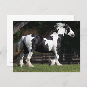 Bob Langrish Black and White Gypsy Vanner Walking Postcard