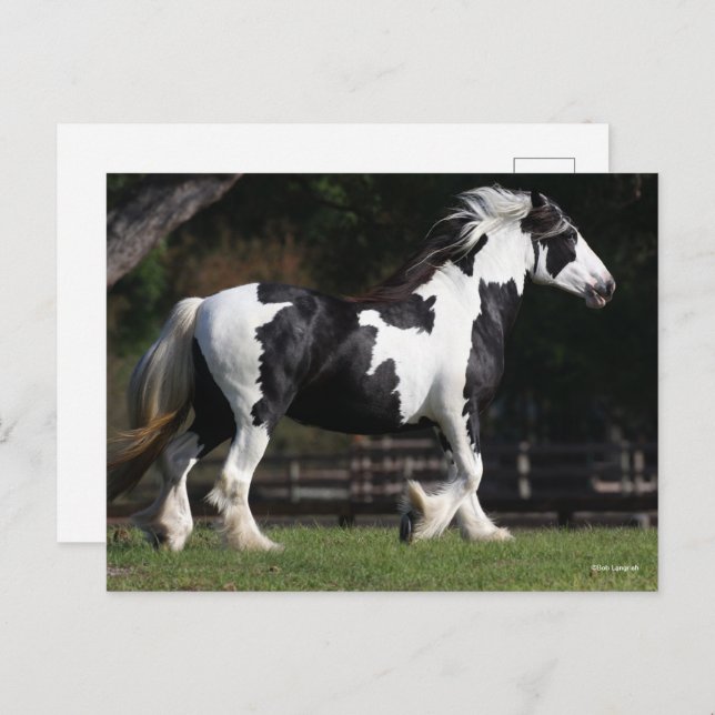 Bob Langrish Black and White Gypsy Vanner Walking Postcard (Front/Back)