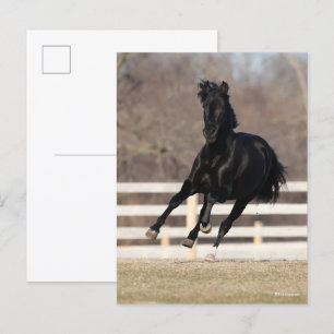 Bob Langrish Black Andalucian Horse Running Postcard