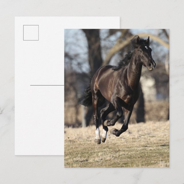 Bob Langrish | Black Andalucian Horse Running Postcard (Front/Back)