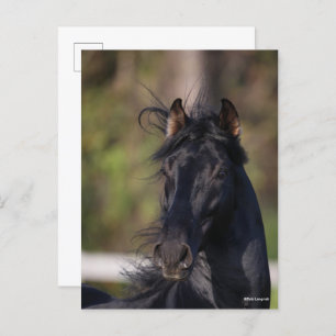 Bob Langrish   Black Andalucian Stallion Headshot Postcard