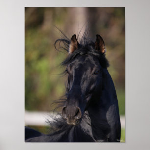 Bob Langrish   Black Andalucian Stallion Headshot Poster
