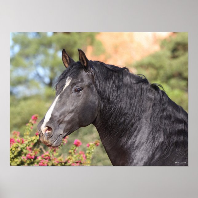 Bob Langrish | Black Andalucian Stallion headshot Poster (Front)