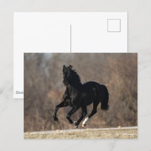 Bob Langrish   Black Andalucian Stallion Running Postcard