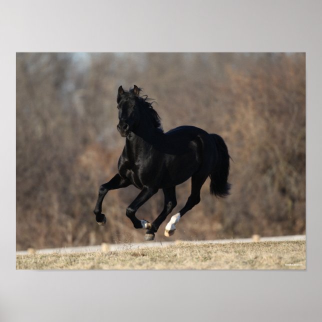 Bob Langrish | Black Andalucian Stallion Running Poster (Front)