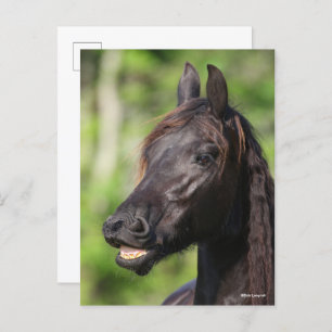 Bob Langrish   Black Friesian Flehmen Headshot Postcard