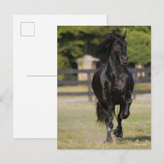 Bob Langrish | Black Friesian Horse Running Postcard (Front/Back)