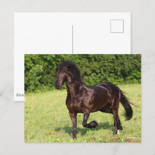 Bob Langrish   Black Friesian Horse Running Postcard