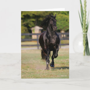 Bob Langrish   Black Friesian Mare Running Card