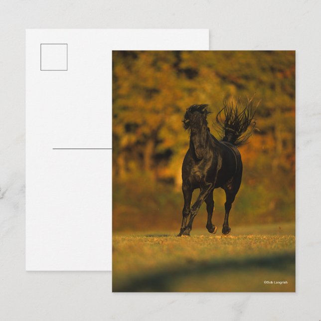 Bob Langrish | Black Friesian Running In Autumn Postcard (Front/Back)