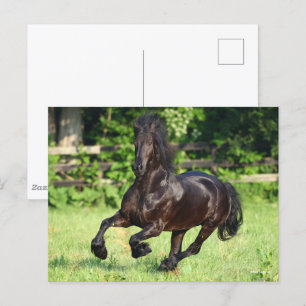 Bob Langrish   Black Friesian Running Postcard