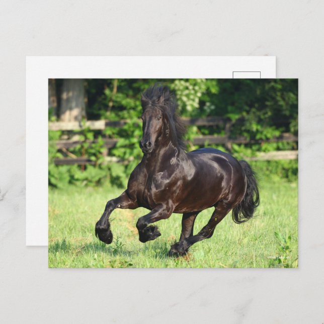 Bob Langrish | Black Friesian Running Postcard (Front/Back)
