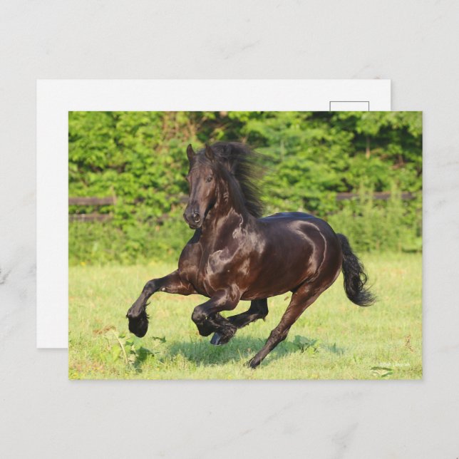 Bob Langrish | Black Friesian Running Postcard (Front/Back)