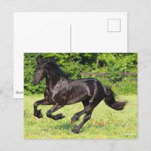 Bob Langrish   Black Friesian Running Postcard