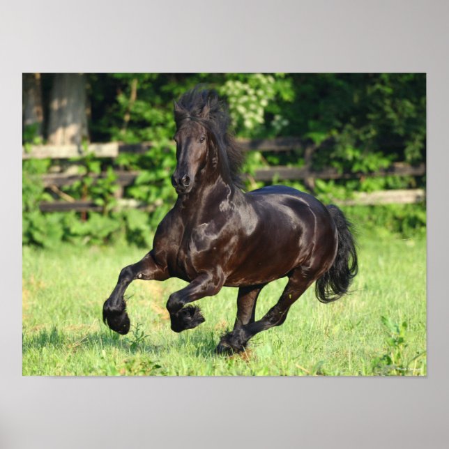Bob Langrish | Black Friesian Running Poster (Front)
