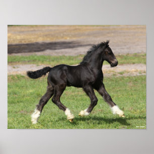 Bob Langrish Black Gypsy Vanner Foal Running Poster