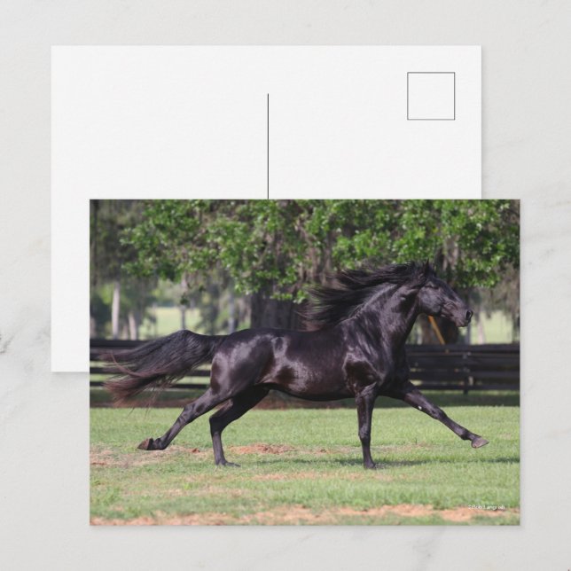 Bob Langrish | Black Lusitano Running Mane Flowing Postcard (Front/Back)