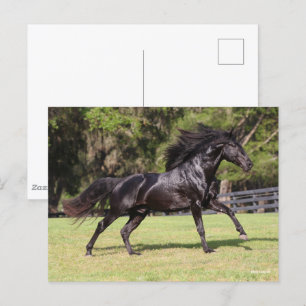 Bob Langrish   Black Lusitano Running Postcard