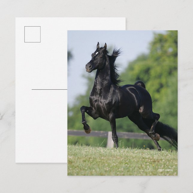 Bob Langrish | Black Morgan Horse Trotting Postcard (Front/Back)