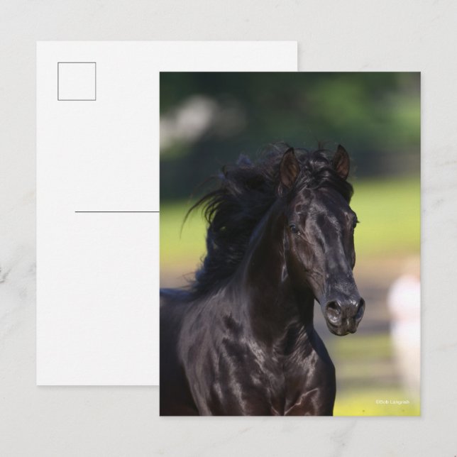 Bob Langrish | Black Rocky Mountain Horse headshot Postcard (Front/Back)