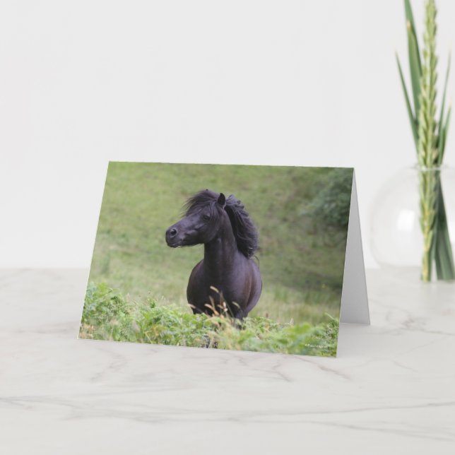 Bob Langrish Black Shetland Pony Stallion Headshot Card (Front)