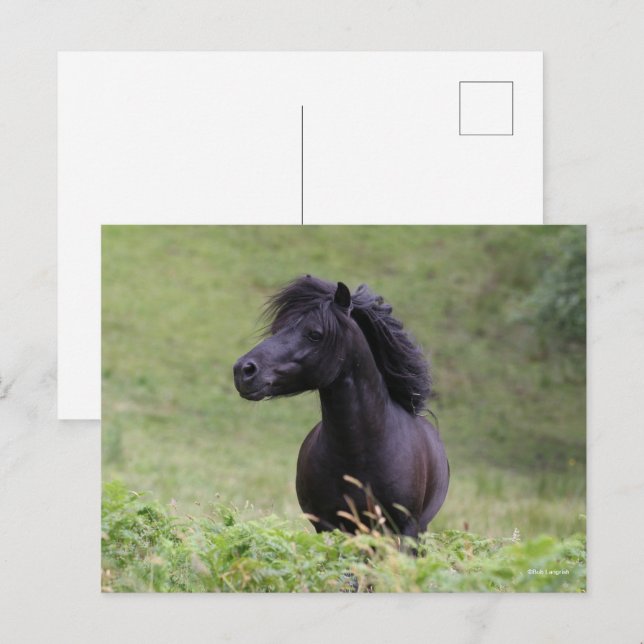 Bob Langrish Black Shetland Pony Stallion Headshot Postcard (Front/Back)
