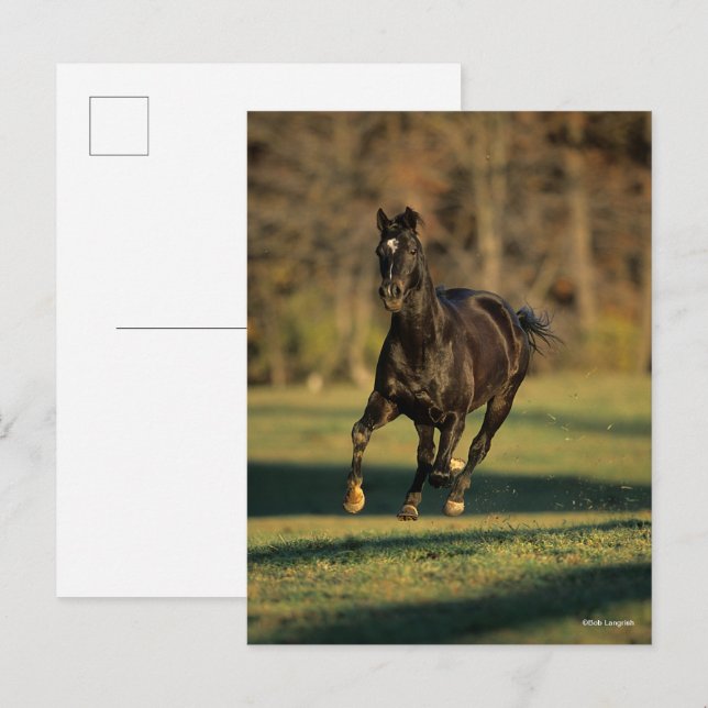 Bob Langrish | Black Thoroughbred Running Postcard (Front/Back)