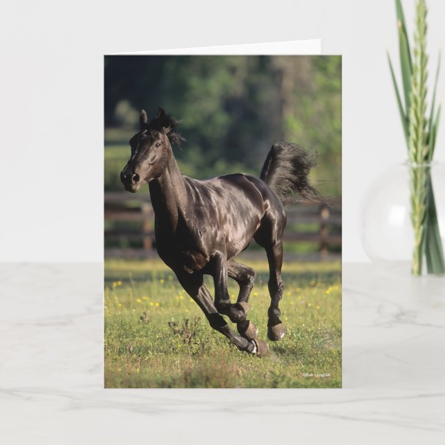 Bob Langrish | Black Warmblood Stallion Running Card (Front)