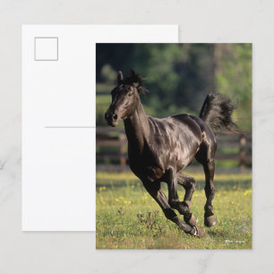 Bob Langrish   Black Warmblood Stallion Running Postcard