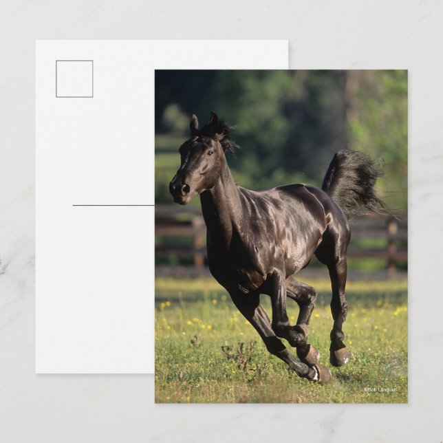 Bob Langrish | Black Warmblood Stallion Running Postcard (Front/Back)