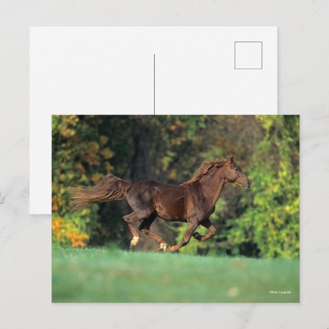 Bob Langrish | Brown Rocky Mountain Horse Running Postcard (Front/Back)