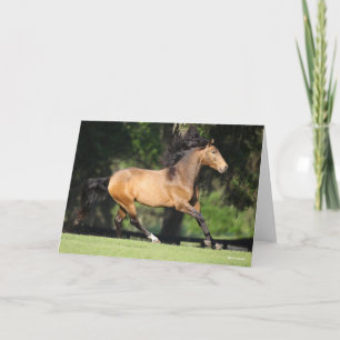 Bob Langrish   Buckskin Lusitano Running Card