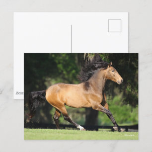 Bob Langrish Buckskin Lusitano Running Postcard