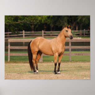 Bob Langrish   Buckskin Quarter Horse Standing Poster