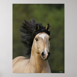 Bob Langrish Buckskin Welsh Pony Headshot Poster