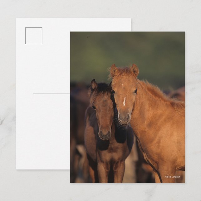 Bob Langrish Caspian Pony Foals Standing Together Postcard (Front/Back)