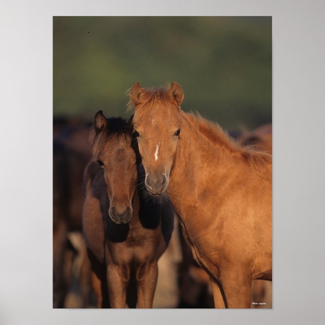 Bob Langrish Caspian Pony Foals Standing Together Poster (Front)