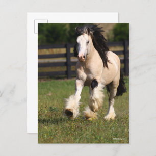 Bob Langrish Champagne Colour Gypsy Vanner Running Postcard