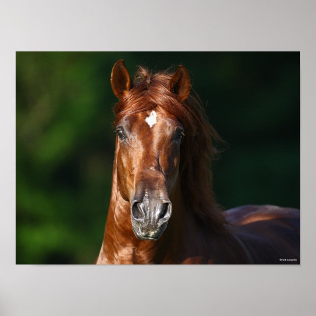 Bob Langrish Chestnut Andalucian Stallion Headshot Poster (Front)