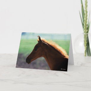 Bob Langrish   Chestnut Arab Foal backlit Headshot Card