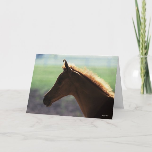 Bob Langrish | Chestnut Arab Foal backlit Headshot Card (Front)