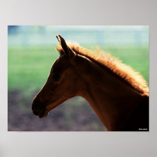 Bob Langrish Chestnut Arab Foal backlit Headshot Poster