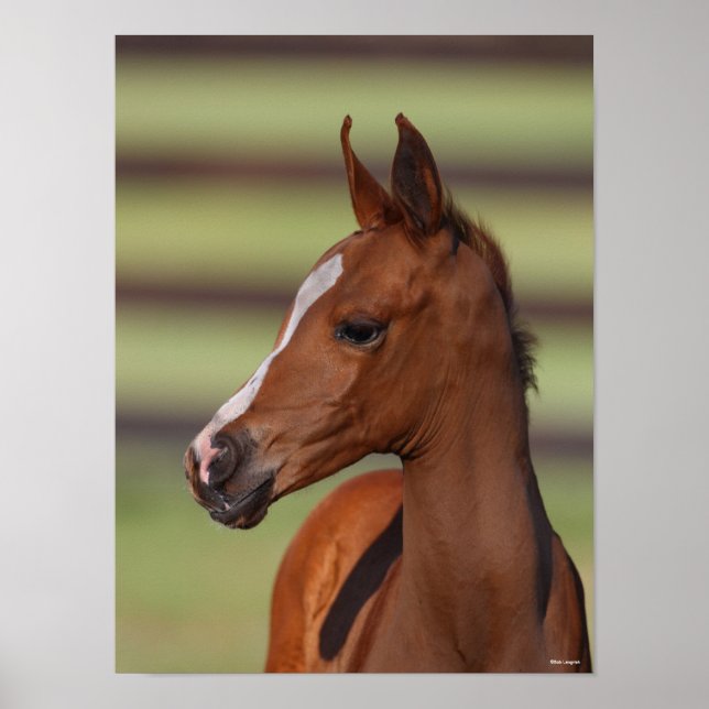 Bob Langrish | Chestnut Arab Foal Headshot Poster (Front)